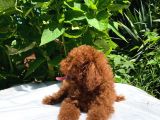 Red Brown Toy Poodle Yavrular