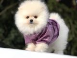 Irkının En İyilerinden Pomeranian Yavrularımız