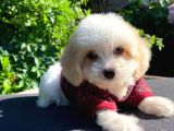 Oyuncu Malti̇poo Yavrular