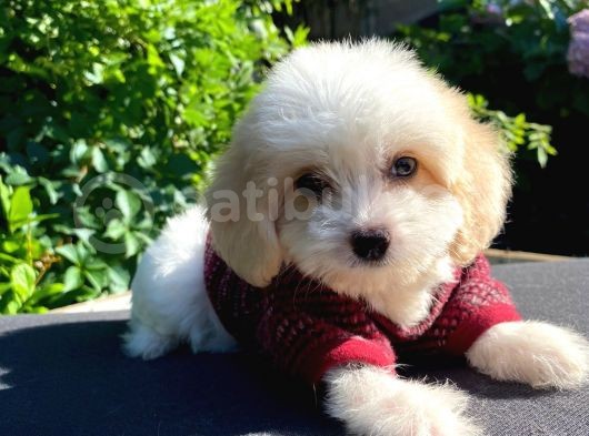 Oyuncu Malti̇poo Yavrular görsel