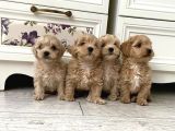 Mikroçipli Anne Altından Maltipoo Yavrular