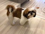 2 Yaşında Erkek Shih Tzu Oğlumuza Gelin Arıyoruz