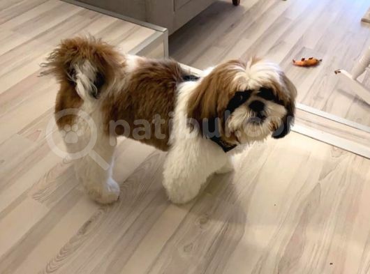 2 Yaşında Erkek Shih Tzu Oğlumuza Gelin Arıyoruz görsel