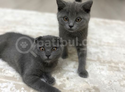 Sağlıklı British Ve Scottish Yavru Kedi
