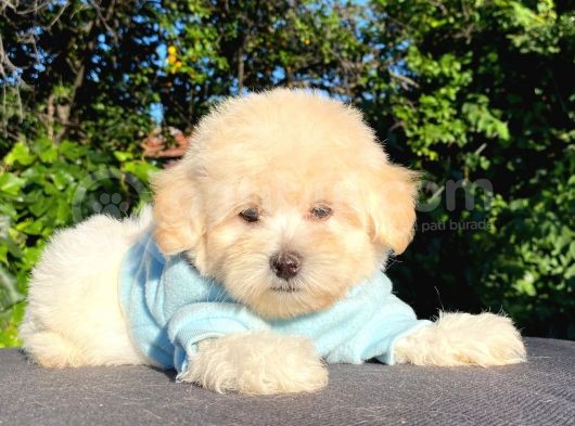 Malti̇poo Yavrular görsel