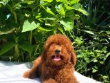 Red Brown Toy Poodle Yavrular