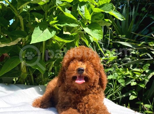 Red Brown Toy Poodle Yavrular görsel