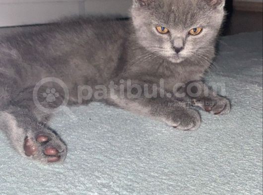 Sağlıklı British Ve Scottish Yavru Kedi görsel