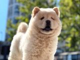 Baby Face Chow Chow Bebeğimiz
