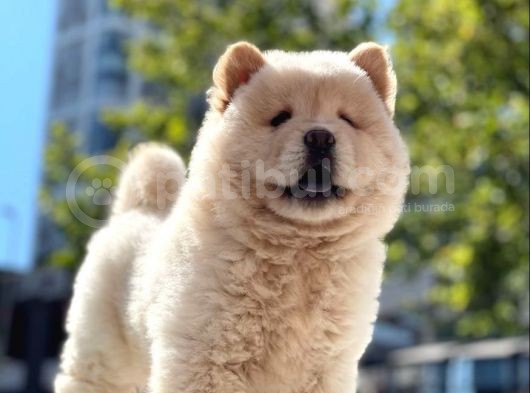 Baby Face Chow Chow Bebeğimiz görsel