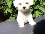 SEVİMLİ TEACUP MALTESE TERRİER YAVRULAR