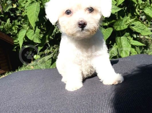 Sevi̇mli̇ Teacup Maltese Terri̇er Yavrular