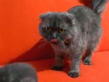 Scottish Fold Ve British Kardeşler
