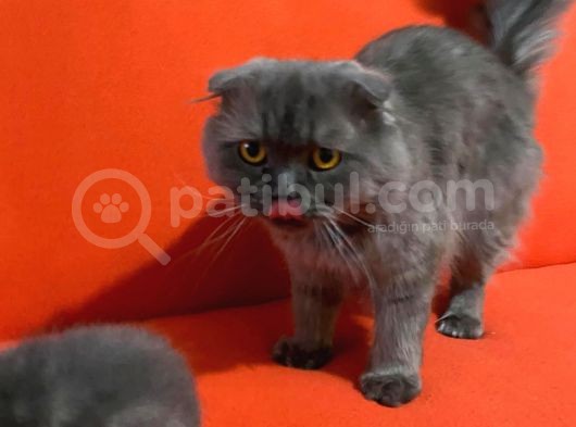 Scottish Fold Ve British Kardeşler görsel