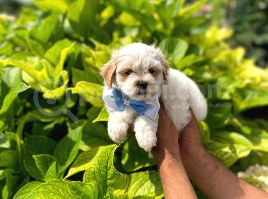 Tatlı Maltese Terrier
