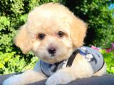 Sevi̇mli̇ Malti̇poo Yavrular