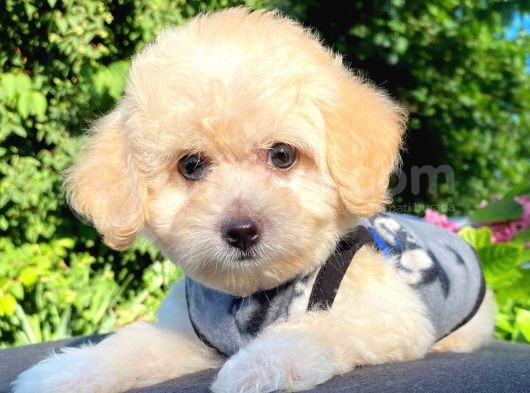 Sevi̇mli̇ Malti̇poo Yavrular görsel