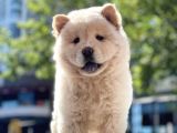 Baby Face Chow Chow Bebeğimiz
