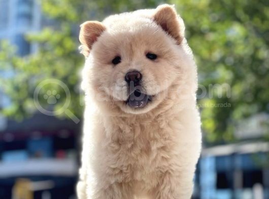 Baby Face Chow Chow Bebeğimiz görsel