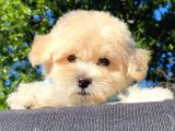 MALTİPOO YAVRULAR