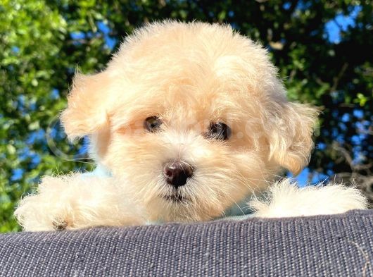 Malti̇poo Yavrular