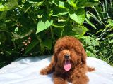 RED BROWN TOY POODLE YAVRULAR