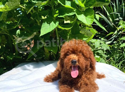 Red Brown Toy Poodle Yavrular