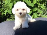 Sevi̇mli̇ Teacup Maltese Terri̇er Yavrular