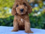 Red Brown Malti̇poo 
