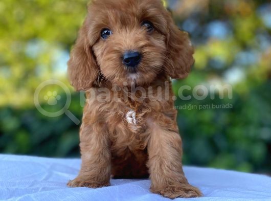 Red Brown Malti̇poo  görsel