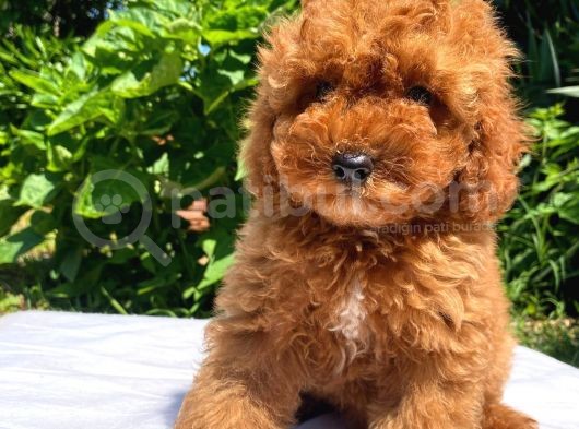 Sevi̇mli̇ Ve Oyuncu Toy Poodle Yavrular görsel