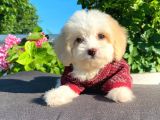 Oyuncu Malti̇poo Yavrular