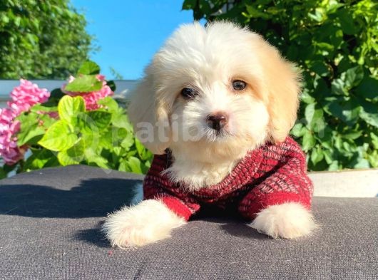 Oyuncu Malti̇poo Yavrular görsel