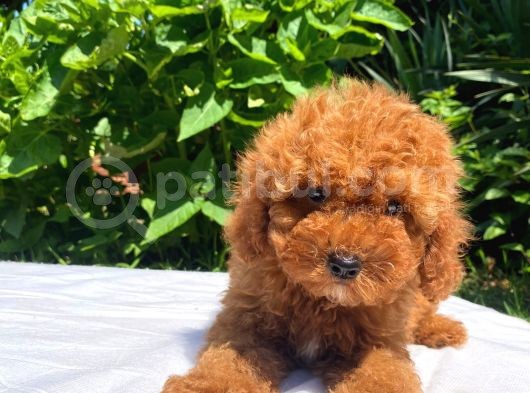 Sevi̇mli̇ Ve Oyuncu Toy Poodle Yavrular görsel