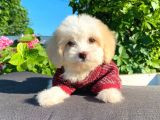 Oyuncu Malti̇poo Yavrular