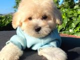 Malti̇poo Yavrular