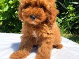 Sevi̇mli̇ Ve Oyuncu Toy Poodle Yavrular