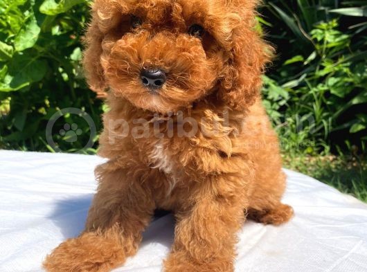Sevi̇mli̇ Ve Oyuncu Toy Poodle Yavrular görsel