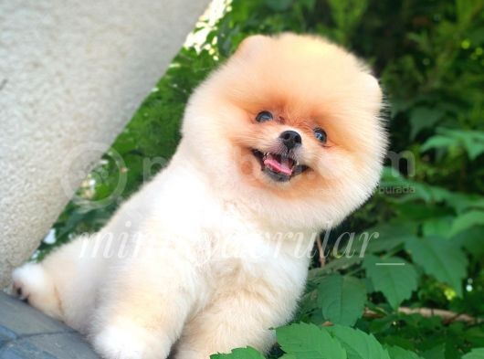 Irk Ve Sağlık Garantili Pomeranian Yavrularımız görsel