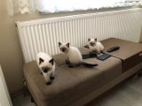 British Shorthair Blue Point Bebekler
