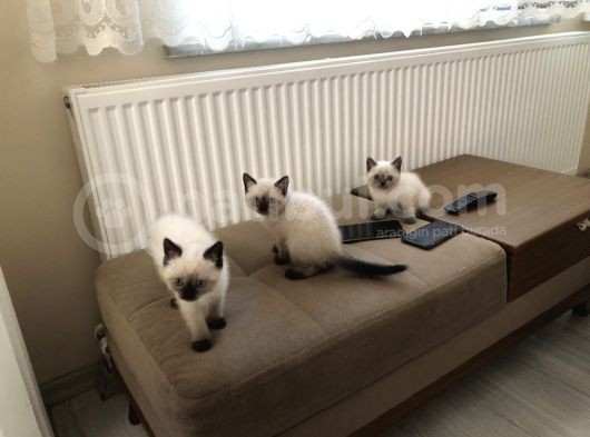 British Shorthair Blue Point Bebekler görsel