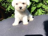 Sevi̇mli̇ Teacup Maltese Terri̇er Yavrular