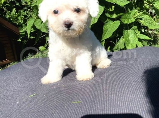 Sevi̇mli̇ Teacup Maltese Terri̇er Yavrular görsel
