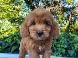 Red Brown Malti̇poo 