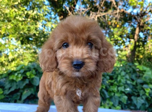 Red Brown Malti̇poo  görsel
