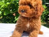 SEVİMLİ VE OYUNCU TOY POODLE YAVRULAR