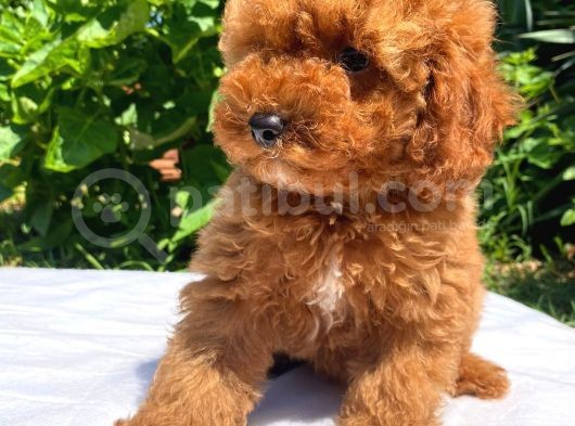 Sevi̇mli̇ Ve Oyuncu Toy Poodle Yavrular