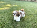 2 yaşında Erkek Shih Tzu Oğlumuza Gelin Arıyoruz