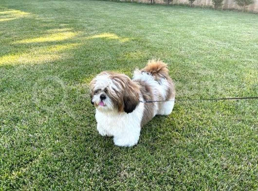 2 Yaşında Erkek Shih Tzu Oğlumuza Gelin Arıyoruz