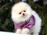 Irkının En İyilerinden Pomeranian Yavrularımız